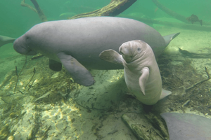St. Pete SUP x Save The Manatee Club – 5k & SUP Outing