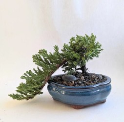 Bonsai 101 + Sip Workshop at CanalSide Food + Drink