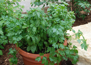 Herb Container Garden Workshop with Melinda Myers