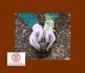 Color Brighton Green Presents: Gardening with Native Plants