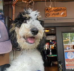 Cody’s Hosts Memorial Day Weekend Doodle Meet-Up