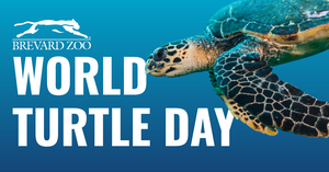 World Turtle Day