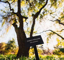 Frick Gardens Tree Walk