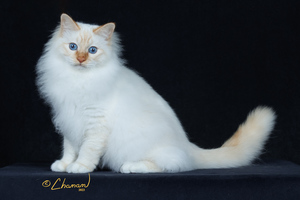 CFA Spring Fling Birman Cat Show  at Charles Chrin Community Center  May 16 & 17