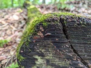 Exploring Life Under Logs