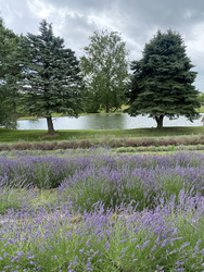 Purple Moon Lavender Farm Bloom Fest and Butterfly Release