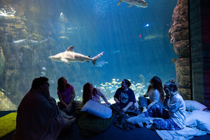 Zzz's Under the Sea 21+