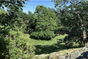 Arboretum Tour: Wyndham Arboretum