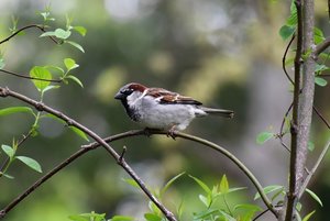Urban Bird Count