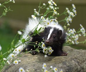 Wildlands Conservancy - PreK Pathfinders: Animal Detectives at Wayne Grube Park