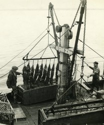 Aw, Shucks! The Extraordinary History & Outlook for CT Oysters