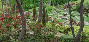 Guided Forest Therapy for Adults