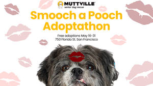 Smooch a Pooch fee-free adoption event, Muttville Senior Dog Rescue