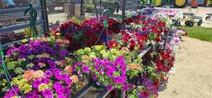 Celebrate Spring