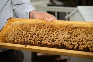 Bee Balanced at Miraval Life in Balance Spa Aviara