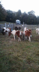 Grayson Highlands Fall Festival