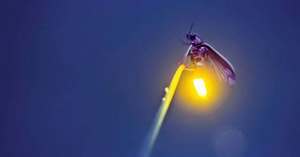 Join Our June Firefly Field Study, with Wildlands Conservancy!