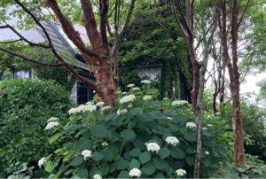 Arboretum Tour: Salt Marsh