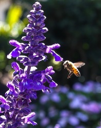 Gardening for Butterflies & Pollinators Workshop – FREE