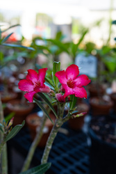 Desert Rose Workshop
