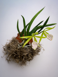 Orchid Mounting Workshop
