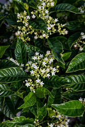 Gardening with Florida Native Plants Workshop – FREE