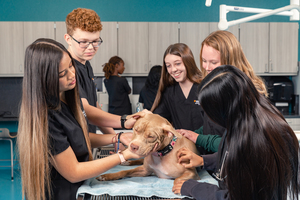 Future Veterinarians Gain Real-World Experience at Vistancia Animal Hospital