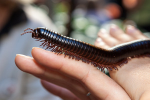 InsectPalooza - The Art and Magical Science of Arthropods
