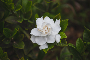 Lā Kū‘oko‘a (Hawaiian Independence Day)