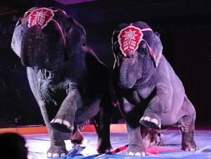 Loomis Bros. Circus 2026 Tour - Belle Vernon, PA - May 21 thru 25 - cfsbank Events Center