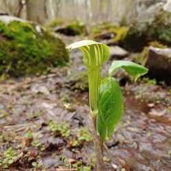 Join Wildlands Conservancy on Our Micro Forest Discovery Walk!