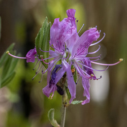 Let's Get Out! For Wellness at Hickory Run State Park - with Wildlands Conservancy!