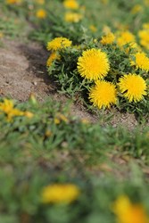 Eat the weeds in your backyard