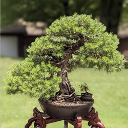 Akron Canton Bonsai's June Exhibition