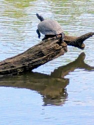 Turtle and Friends