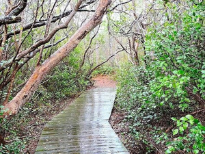 Pocosin Lakes and Lake Mattamuskeet Bird Trip