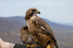 Live Birds of Prey Demo @ Thorn Alley Stage at GoggleWorks
