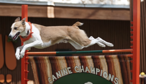 Canine Champions for Conservation