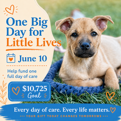 One Big Day for Little Lives (Evening Open House & Adoption Event) - June 10th, Riverside