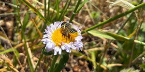 Find Your Biobliss: Beeing in Nature