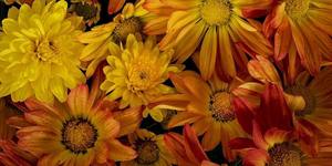 NJ Audubon Digital Photography Workshop: Flower Photography
