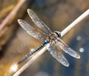 Preschool Explorers: Darting Dragonfly