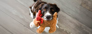 Stuffed Animal Adoption Day at The Atlanta Humane Society