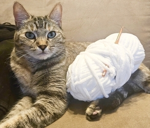 Crochet with Cats - Intermediate Level