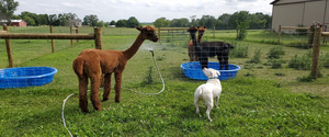 Autumn on Parade Farm Sanctuary Tour