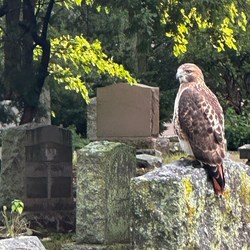 Cemetery Bird Walk