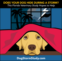 'Calm Before the Storm' event about a Clinical Study for Dog Suffering from Thunderstorm Aversio