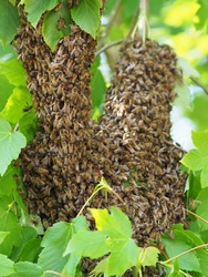 The Buzz about Bee Swarms