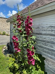 Cedarburg Garden Club Plant Sale