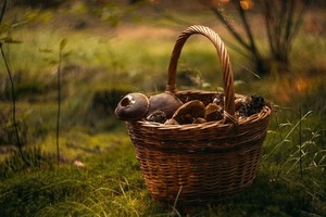 Unearth a Story  Missouri Wild Foraging